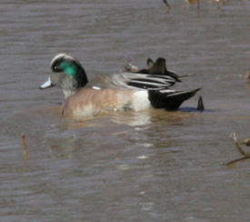 American Widgeon