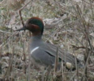 Green-Winged Teal