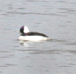 bufflehead