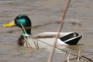 mallard drake