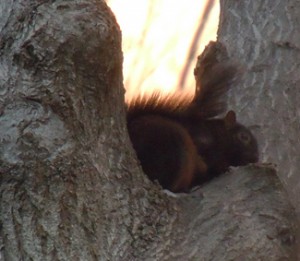 gray squirrels are not always gray. There is variability to their coats