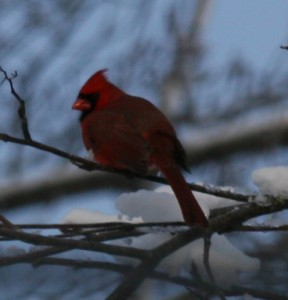 Northern Cardinal