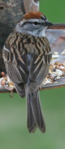 Chipping Sparrow