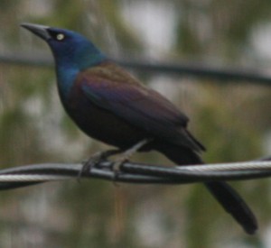 Common Grackle are very “common” blackbirds. 