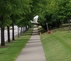 Great egret flying - notice he "S" curve in its neck