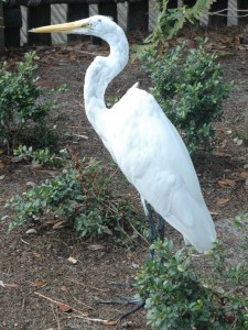 Great egret