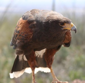 Harris Hawks are easily identified by their unique coloration and social behavior.