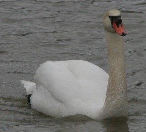 The Mute Swan is reported to mate for life. 