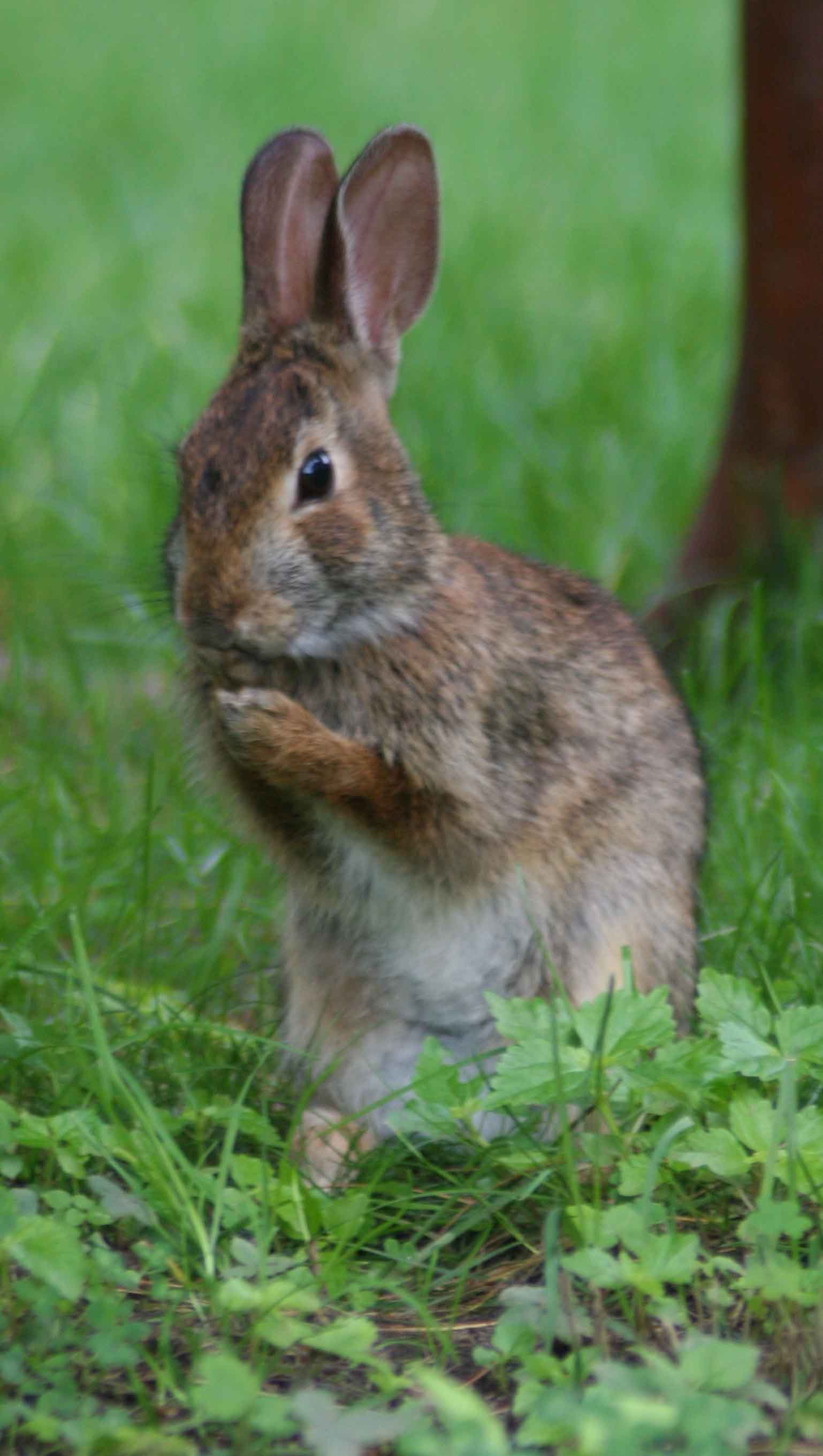 Eastern Cottontail Rabbit - TradersCreek.com