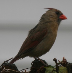 Northern Cardinal