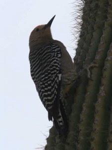 Northern Flicker