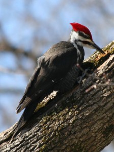 pileated woodpecker in a tree hunting insects