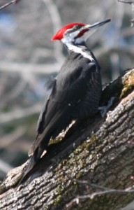 Pileated Woodpecker