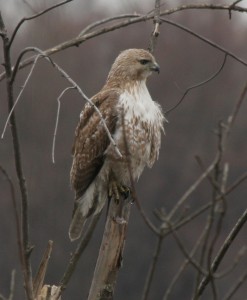 Red-tailed Hawks are most often seen soaring high above the ground, looking for food. 