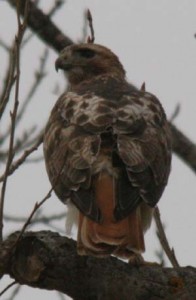 The red-tailed hawk (Buteo jamaicensis) is a bird of prey, one of three species colloquially known in the United States as the "chickenhawk,"