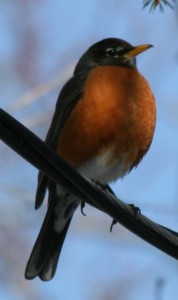 American Robin