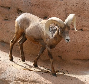 Bighorn sheep get their name from the large, curved horns on the males, or rams. They are legendary for their ability to climb high, steep, rocky mountain areas.