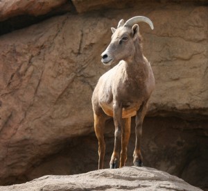 Females have their babies on a cliff that's hard to access. They have one baby. Lambs are woolly and white and have little horns. They can walk and climb by the first day. 