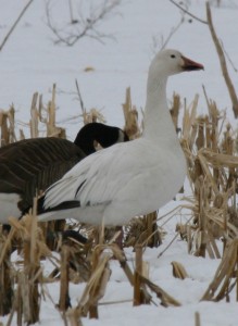 snow goose