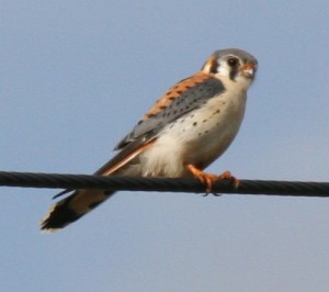 American Kestrel