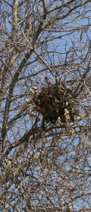 Look high in trees for squirrel nests