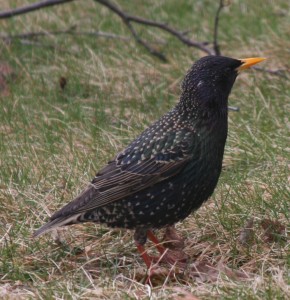 common starling