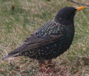 common starling