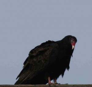 turkey vulture