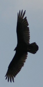 turkey vulture