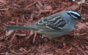 The White-crowned Sparrow is a large sparrow