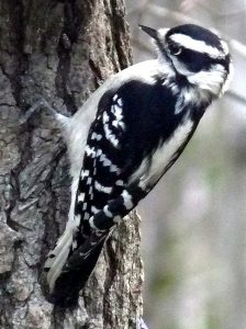 Seven subspecies of the Downy Woodpecker have been identified