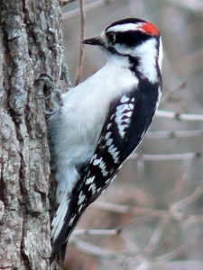 The male downy woodpecker may be identified by the red patch on the nape of the neck