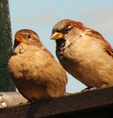  House Sparrow can most often be seen hopping on the ground rather than walking.