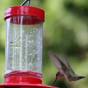 Ruby-Throated Hummingbird is a solitary species and typically only interact for breeding or territorial purposes.