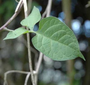 Bittersweet is a semi-woody herbaceous perennial vine, which scrambles over other plants, capable of reaching a height of 12 feet