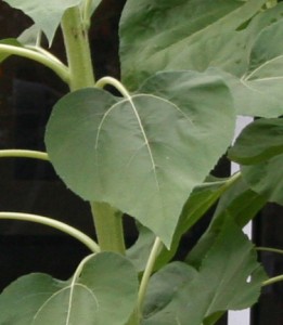 Leaves of the sunflower can be used as cattle feed, while the stems contain a fibre which may be used in paper production.