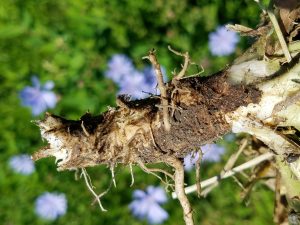 chicory root can be eaten after being boiled or roasted for coffee