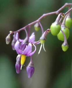 Climbing nightshade is a relatively important in the diet of some species of birds