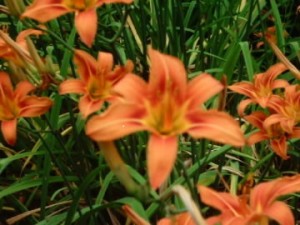 Day lily cultivar flowers are highly diverse in colour and form