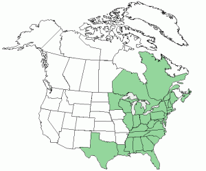 poison sumac distribution is primarily in eastern North America