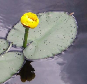 The phrase "water lily" is used to describe aquatic plants