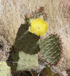 Prickly pear cactus typically grow with flat, rounded cladodes (also called platyclades) that are armed with two kinds of spines