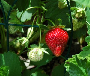 Strawberry - Strawberries are in full fruit production in their second year.