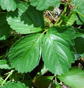 Strawberry - Growing strawberries is fun and easy because they'll thrive in many regions.