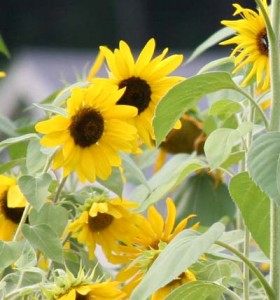 Sunflowers are annuals with showy, daisylike flowerheads that are usually 2-4 inches across and bright yellow