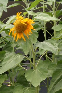 The stem of a sunflower grows from the plume found inside the seed.