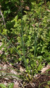 Wild onion (A. validum or A. canadense) is a bulbous herb of the Amaryllis family and is a close relative of cultivated onion