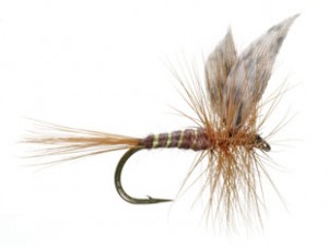 American March Brown is supposed to imitate a hatch insect