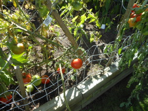 tomatoes_on_the_vine