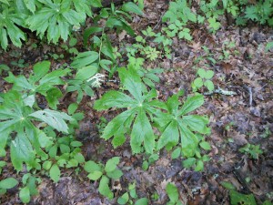 Mayapple. (Podophyllum peltatum). Other common names: Mandrake, May Apple, May-apple